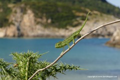 Chamaeleo africanus