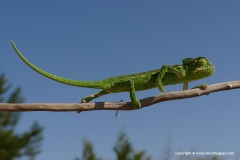 Chamaeleo africanus