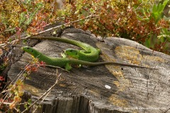 Lacerta trilineata