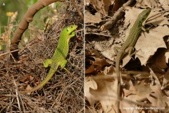 Lacerta trilineata