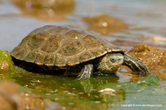 Mauremys rivulata