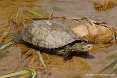 Mauremys rivulata