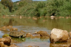 Mauremys rivulata