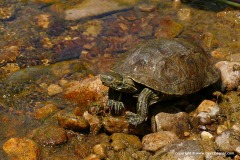 Mauremys rivulata