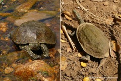 Mauremys rivulata