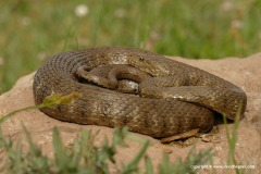 Natrix tessellata