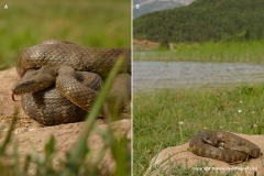 Natrix tessellata