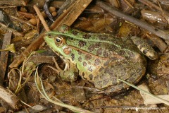 Pelophylax epeiroticus