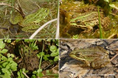 Pelophylax epeiroticus