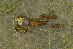 Pelophylax epeiroticus