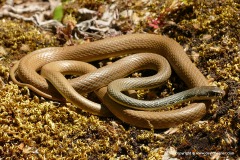 Platyceps najadum