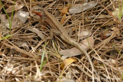 Podarcis muralis