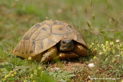 Testudo hermanni