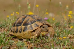 Testudo hermanni