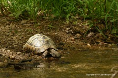 Testudo hermanni