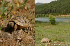 Testudo hermanni