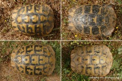 Testudo hermanni