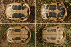 Testudo hermanni