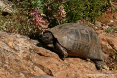 Testudo marginata