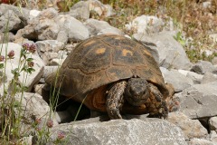 Testudo marginata