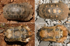 Testudo marginata