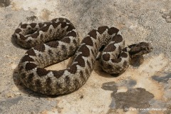 Vipera ammodytes