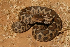 Vipera ammodytes