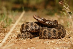 Vipera ammodytes