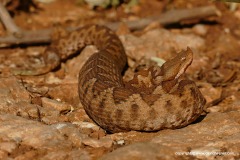 Vipera ammodytes