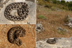 Vipera ammodytes