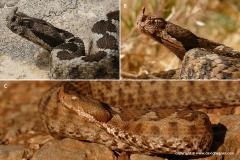 Vipera ammodytes