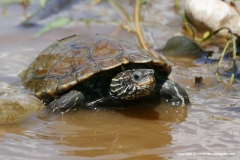 Mauremys rivulata