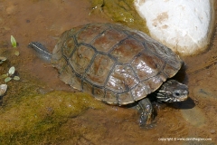 Mauremys rivulata