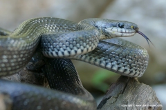 Zamenis longissimus