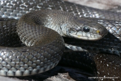 Zamenis longissimus
