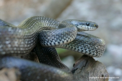 Zamenis longissimus