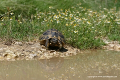 Testudo hermanni