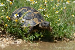 Testudo hermanni