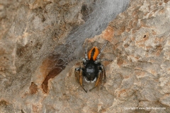 Philaeus chrysops