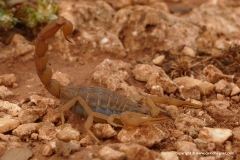 Mesobuthus gibbosus