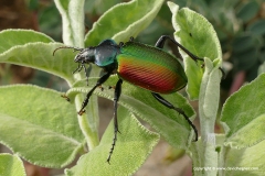Calosoma sycophanta