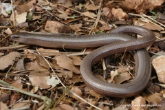 Anguis fragilis graeca