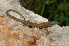 Algyroides nigropunctatus