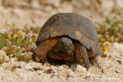 Testudo marginata