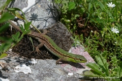 Podarcis ionicus