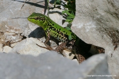 Podarcis ionicus