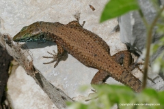 Algyroides nigropunctatus