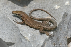 Algyroides nigropunctatus