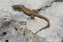 Algyroides nigropunctatus