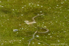 Natrix natrix